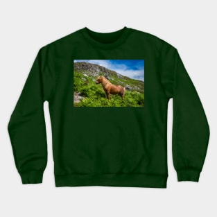 Welsh Mountain Pony Crewneck Sweatshirt